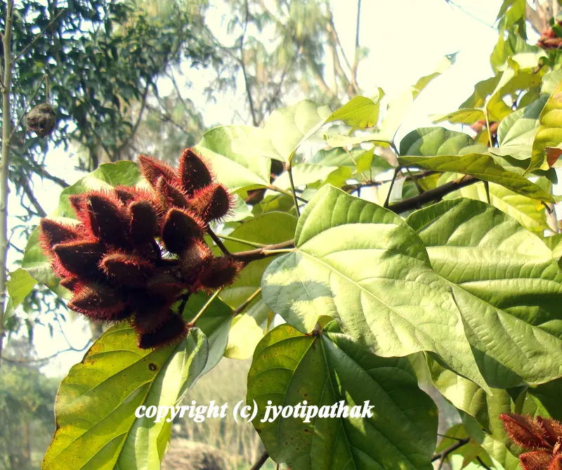 ...small evergreen tree with bright maroon-red heart shaped fruits, when ripe the fruit splits open revealing orange-red pulp and seeds.