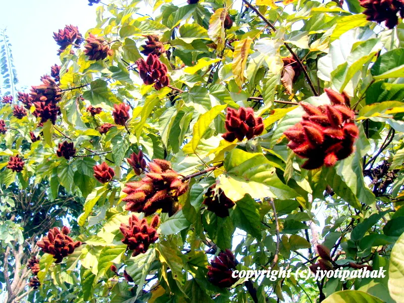 Here are some informative links about sindur tree (Bixa Orellana L.), please check the following links here, here, here.