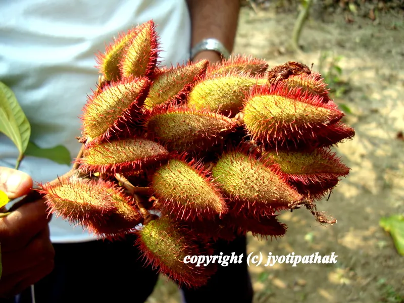 ... freshly picked, stunningly beautiful bunches of pods from the sindur tree