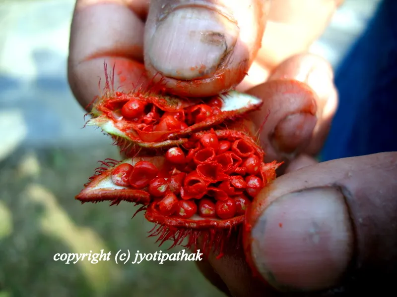 The village boy breaks open the fruit exposing orange-red pulp and the seeds - roughly each capsules have more than 50 seeds.