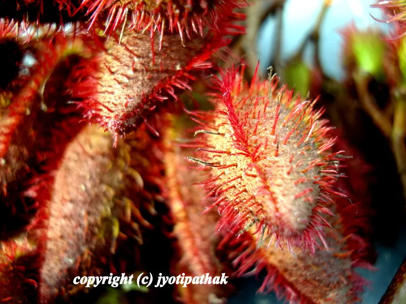 ... close-up picture - of the spiny maroon-red fruit of sindur tree (Bixa Orellana)