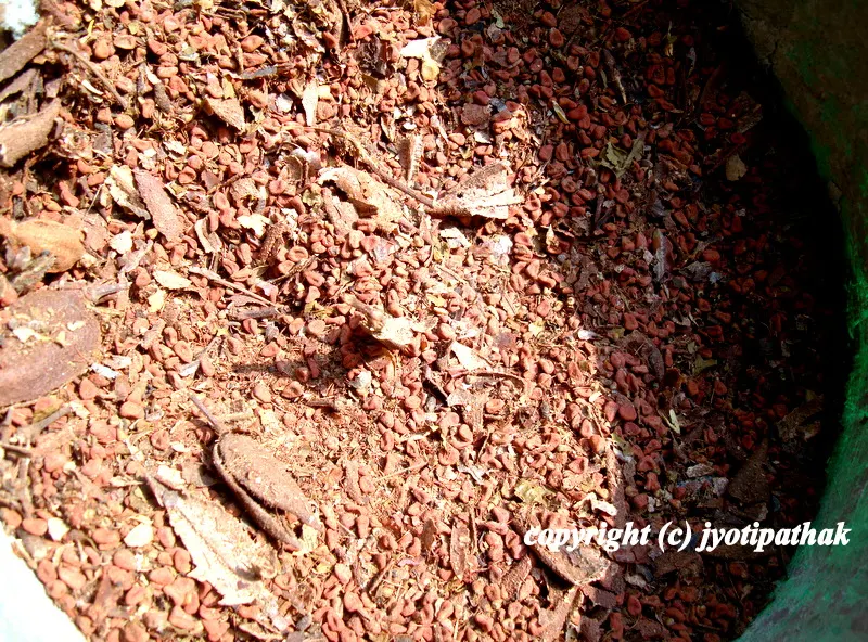 The fruits are harvested before they start to turn brown and capsules split open. The seeds are collected and dried in the open air, cleaned and processed.