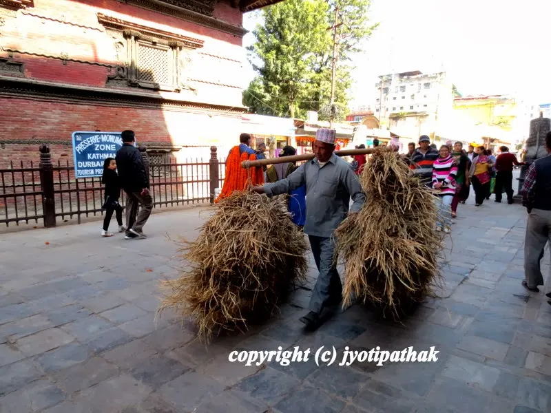 A Nepali man carrying huge loads of hay in bundles using bamboo poles balancing across his shoulders in the busy area of Durbar square, Kathmandu.
