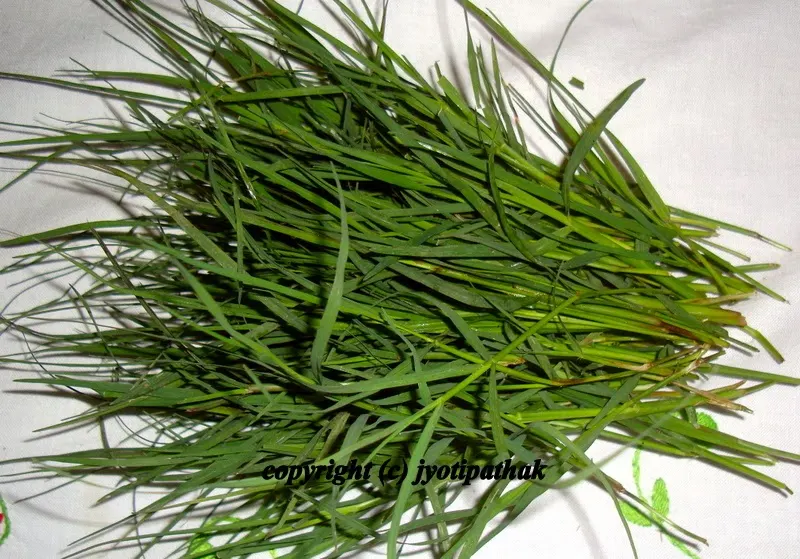 ..... she is selecting only the freshest, bright green dubo grass and getting rid of wilted, yellowing and brown spotted ones