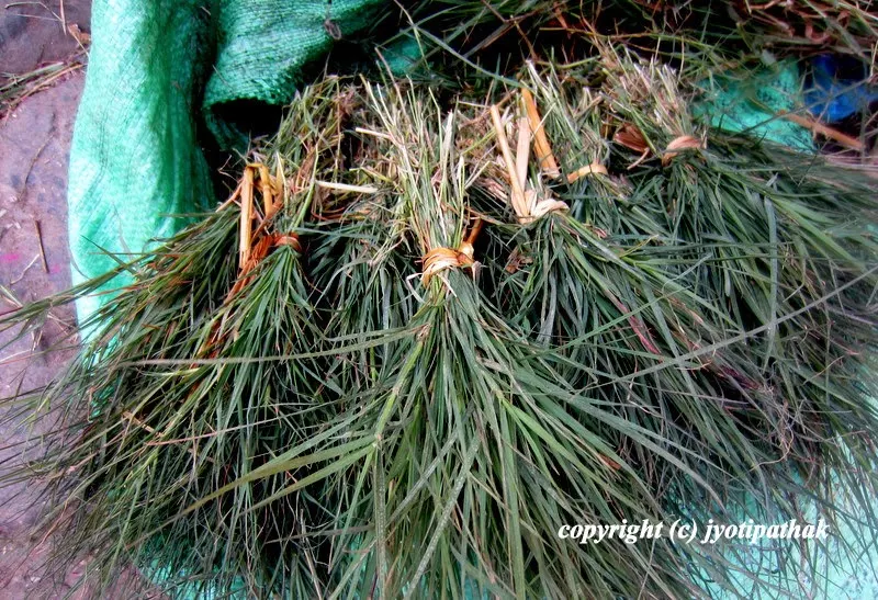 Dubo grass bundles are an important items used during the auspicious festival of Bhai-Tika.
