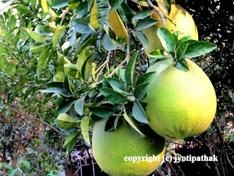 Common name: Pomelo, Pummelo, Pompelmous, Botanical name - Citrus grandis (L.) Osbeck)