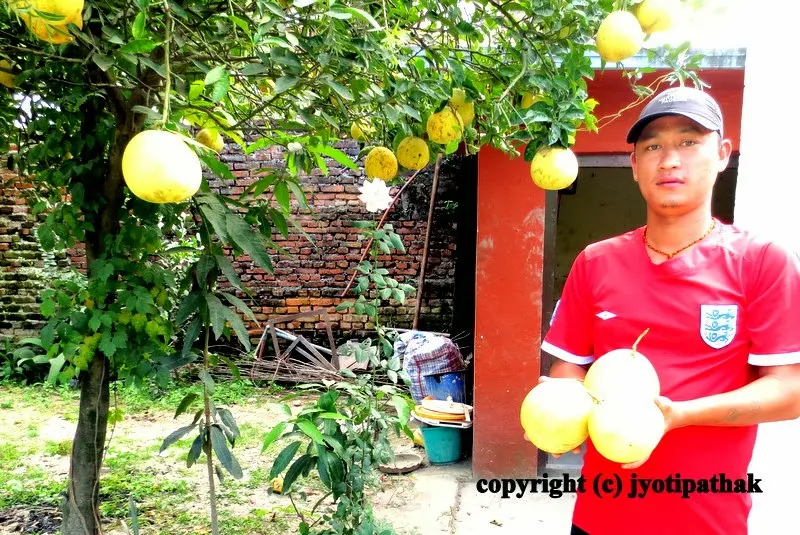 Pomelo Salad (Bhogate Saadeko) – भोगटे or भगटे सांधेको