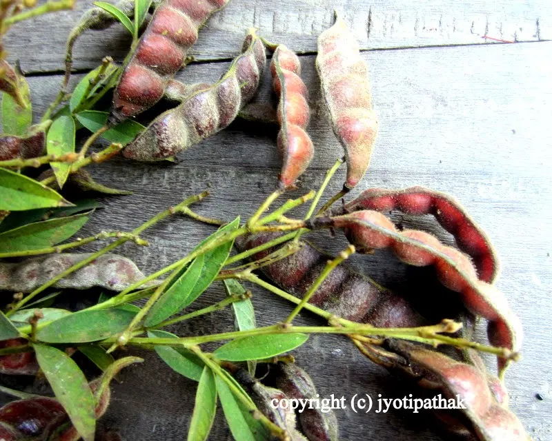 Rahar ko Daal – split yellow pigeon peas (without skins)