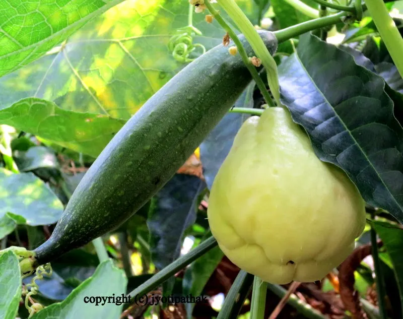 Chayote squash growing on vine along with smooth skinned Luffa Gourd
