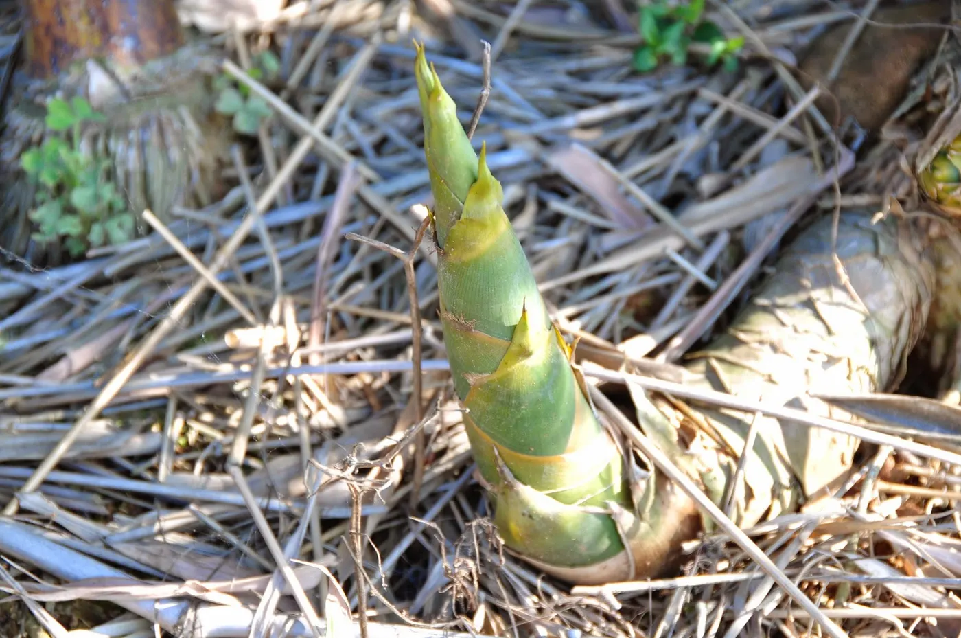 Bamboo shoots are ready for harvest