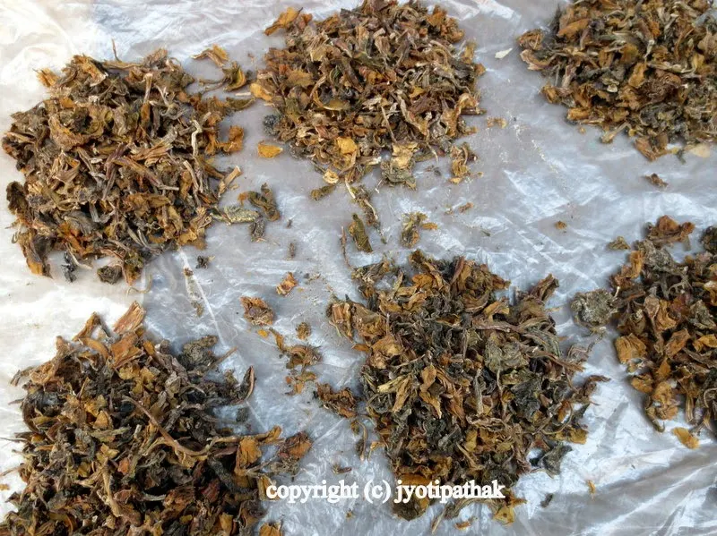 Dried bamboo shoots are readily available in Nepali markets and will last indefinitely. They need to be soaked to rehydrate before cooking.