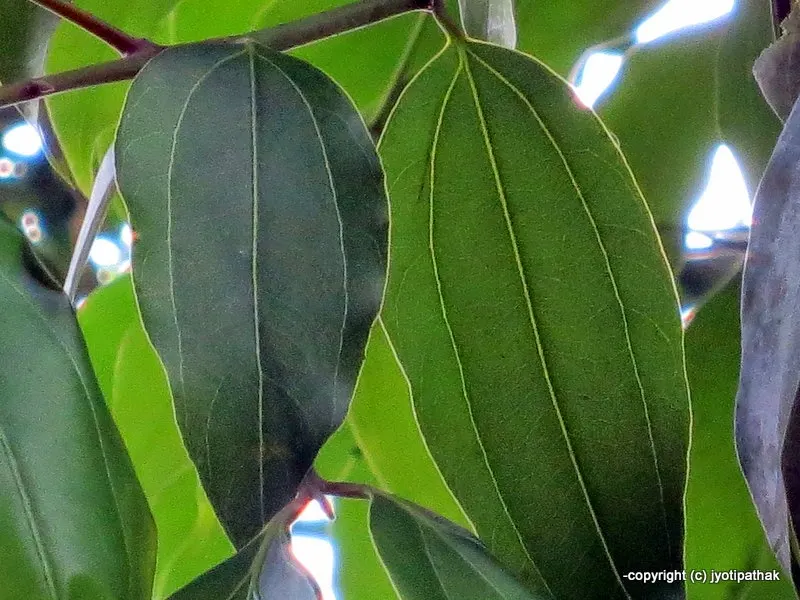 Nepali name: Tejpaat (तेजपात)Common name: Indian cassia, cinnamon leaf, tej patta Bot. name: Cinnamomum tamala (Buch-Ham) T. Nees & Eberm.Family: LauraceaeInformation source - An Introduction to Nepalese Food Plants by Dr. M. Regmi