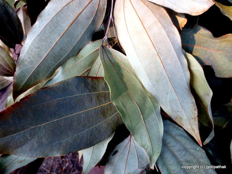 Dried Tejpaat leaves