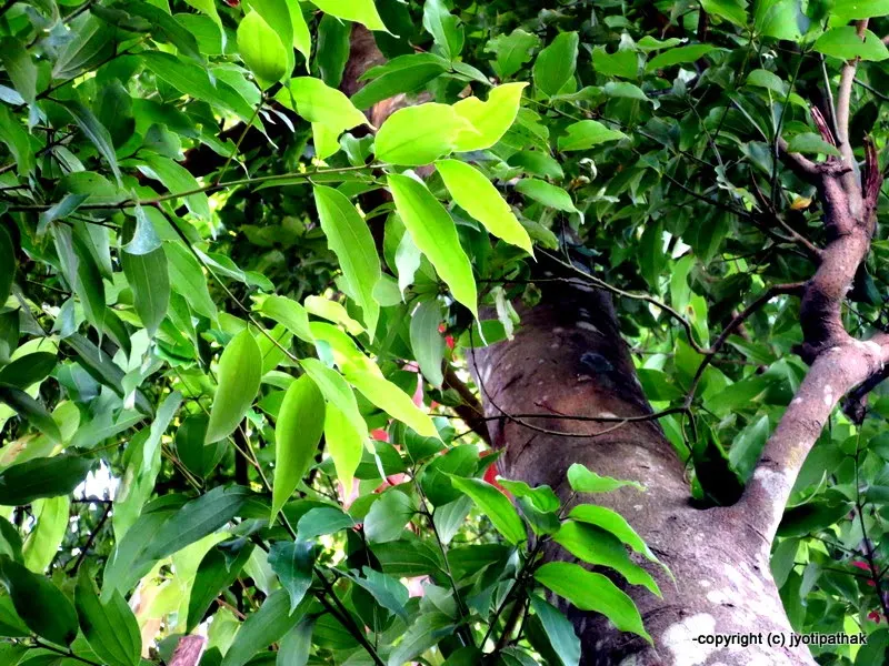 Cassia Leaves are ready to be picked