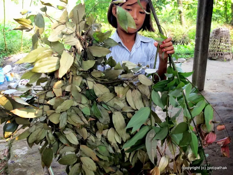 Cassia Leaves - Tejpaat (तेजपात)