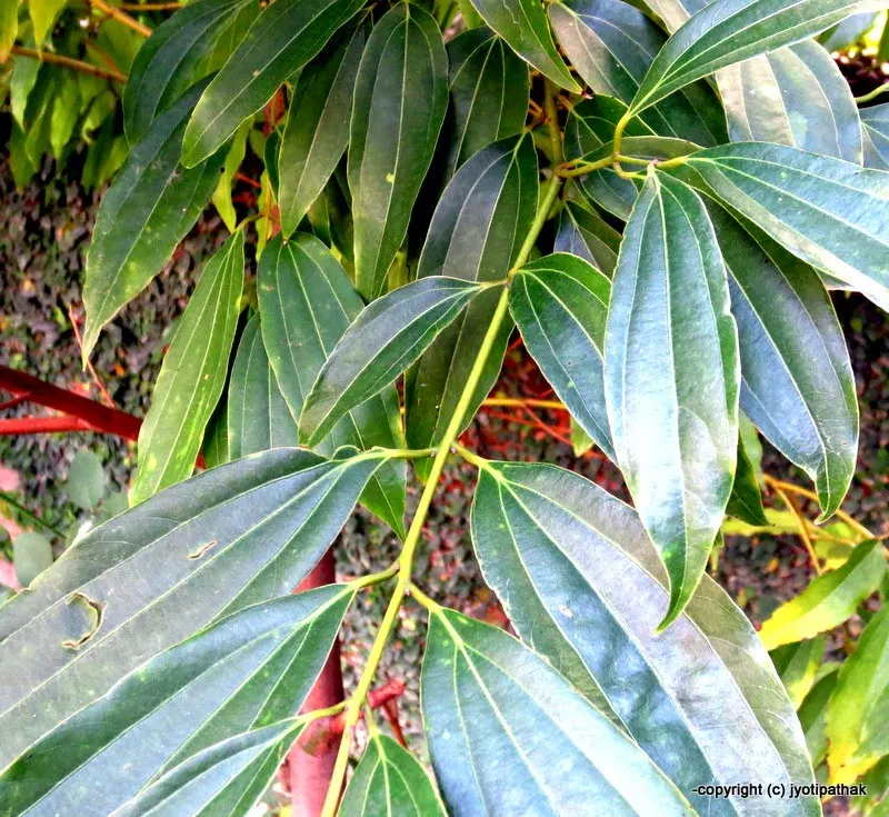 Cassia Leaves - Tejpaat (तेजपात)