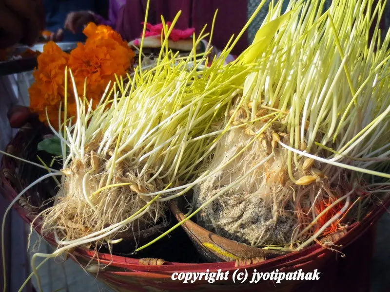 Jamaraa - the sacred sprouted barley grains (जौ - jau Nepali)