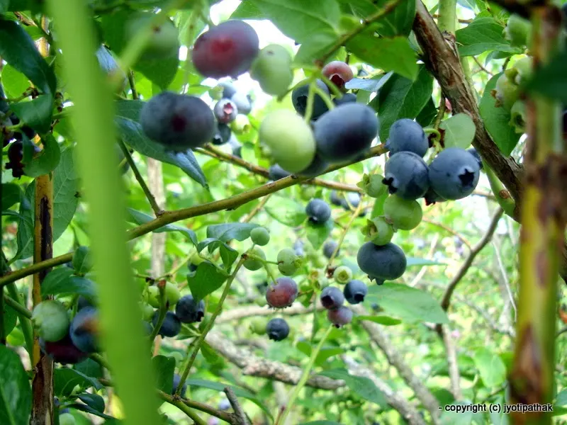 Blueberry - Neelo Aaiselu - नीलो ऐसेलु