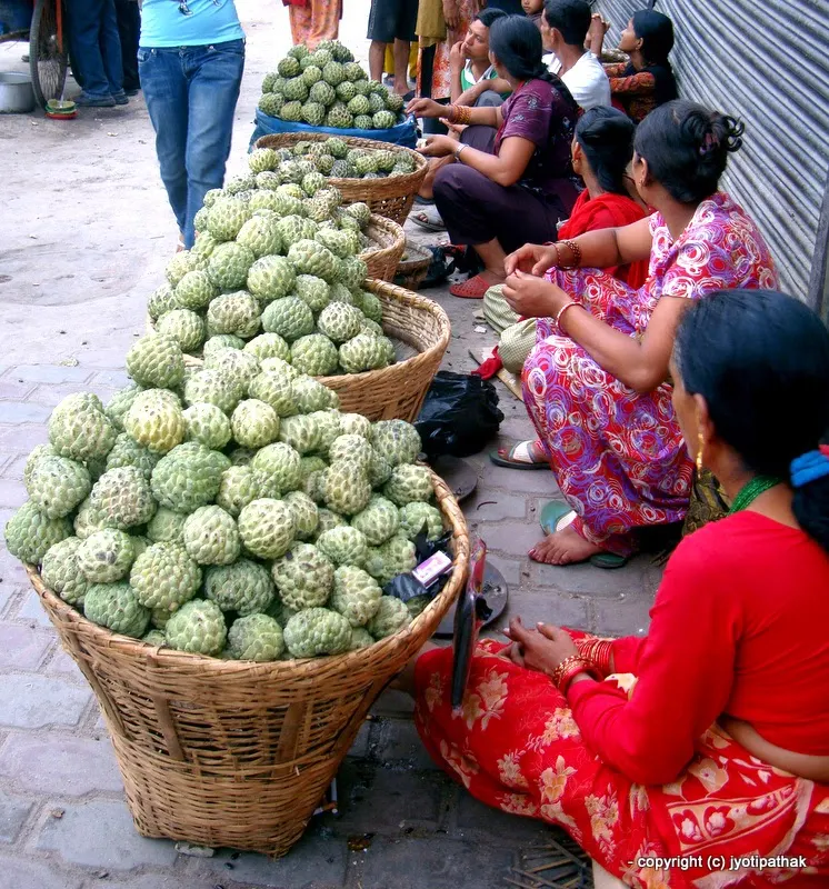 Custard Apple or Sugar Apple - Sariphaa - (सरीफा) - Annona squamosa L.