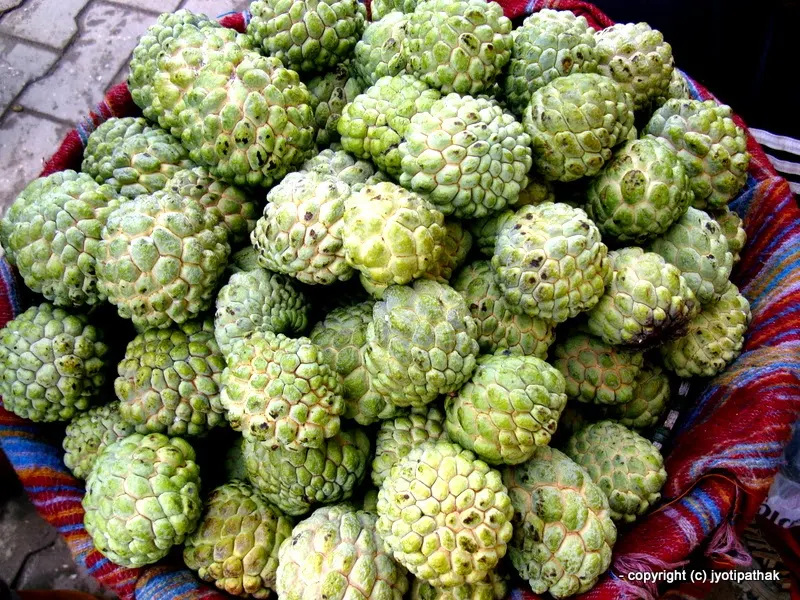 Close-up image - Custard Apple or Sugar Apple - Sariphaa - (सरीफा) - Annona squamosa L.