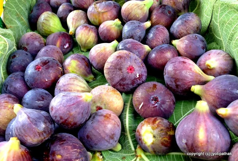 Fig - Anjir, Nevaro - (अन्जिर, नेभारो) - Ficus carica L.