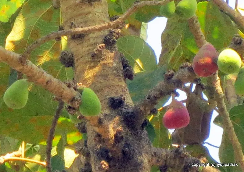 Fig - Anjir, Nevaro - (अन्जिर, नेभारो) - Ficus carica L.