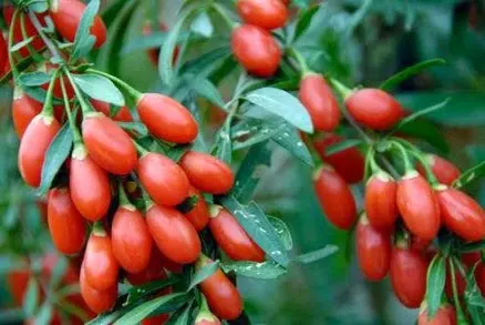 Goji berry - Goji Beri - (गोजी बेरी) - Lycium barbarum - photo courtesy