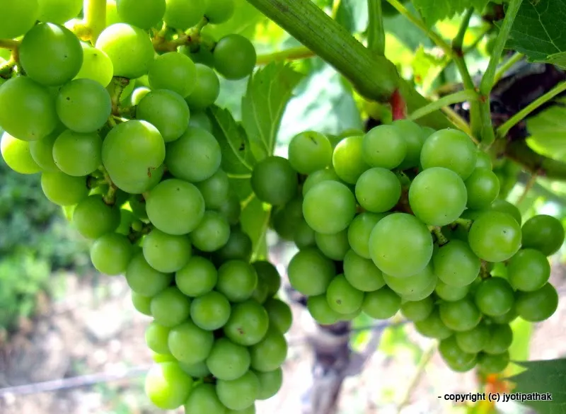 Grape - Angoor -Daakh - (अंगुर, दाख)