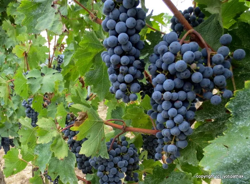 Grape - Angoor -Daakh - (अंगुर, दाख)