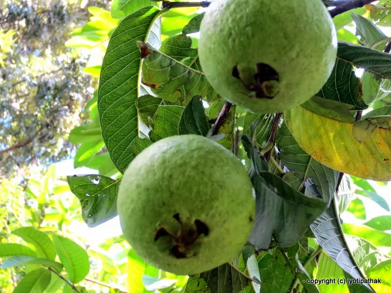 Close-up image - Guava - Ambaa or Ammaa - (अम्बा)