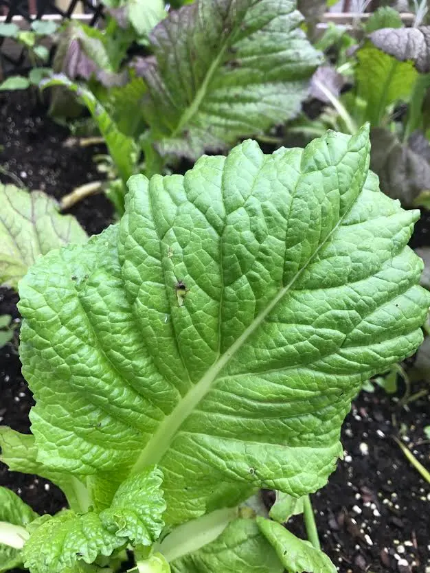 Raayo ko Saag (Mustard Greens)