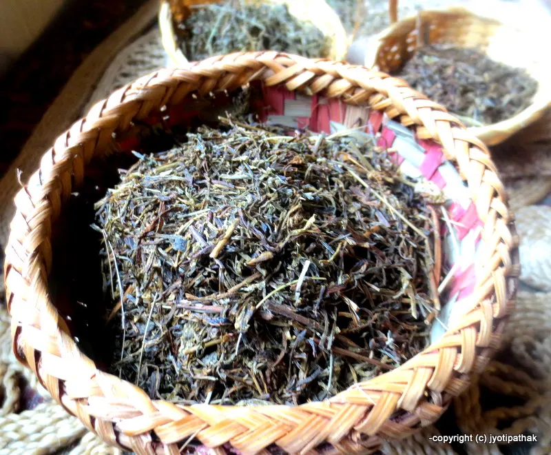 Jimbu – Nepalese Allium (Herb)